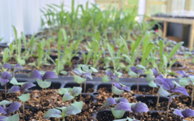 How to Care for Growing Seedlings