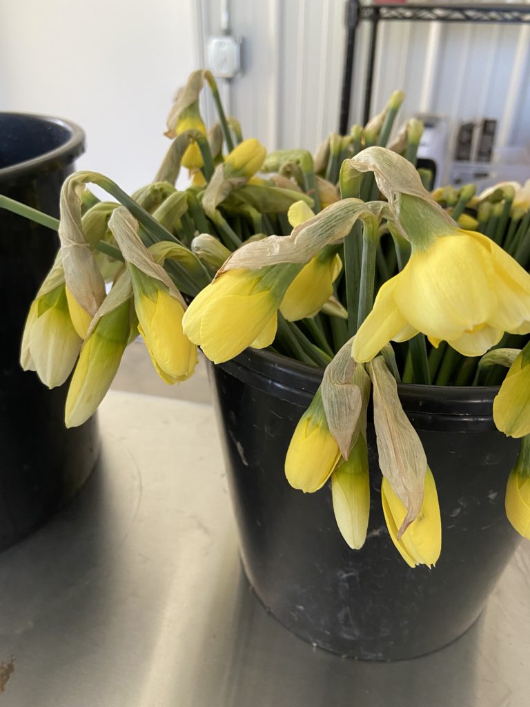 Fresh cut spring daffodils