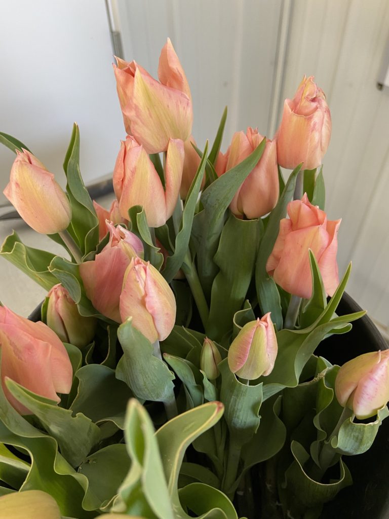 Fresh cut spring tulips