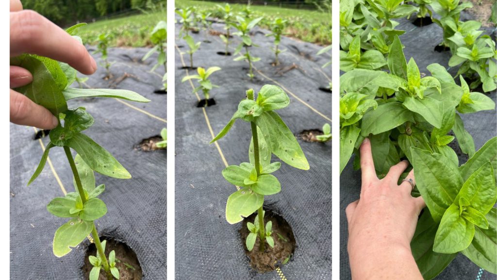 In the first picture, I am showing you where to pinch off your flower plant. In the second photo, I have pinched off the flower plant. In the third photo, I am showing you how the plant bushes out after pinching it off. 