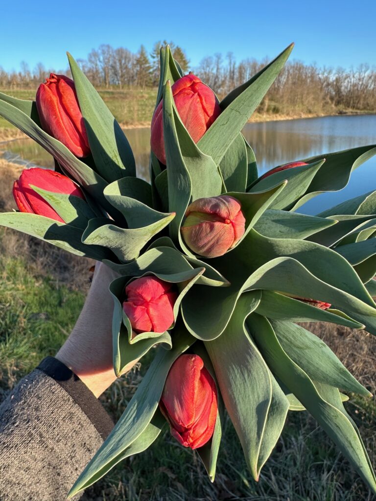 How to care for fresh cut flowers - red tulips ready for harvest