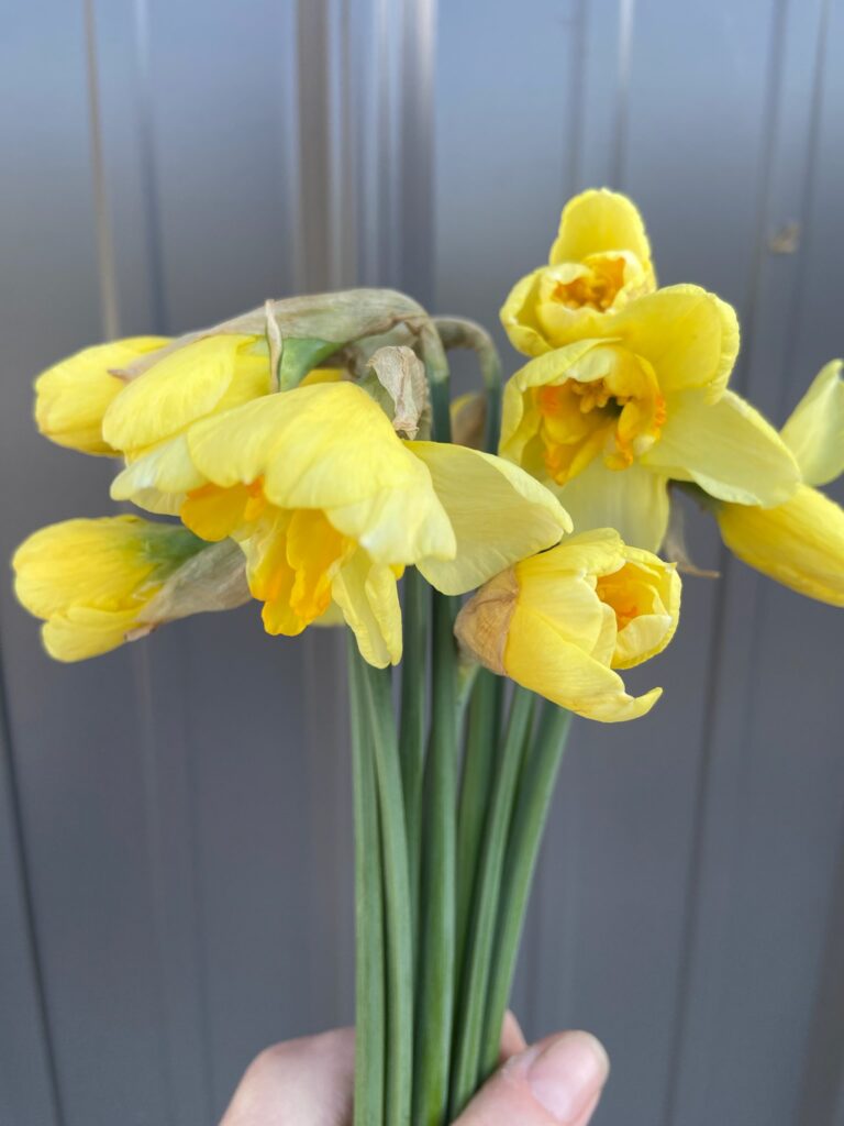 How to care for fresh cut flowers - yellow daffodils ready for harvest