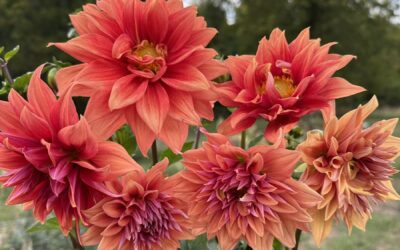 Growing beautiful dahlia’s – tips & tricks!