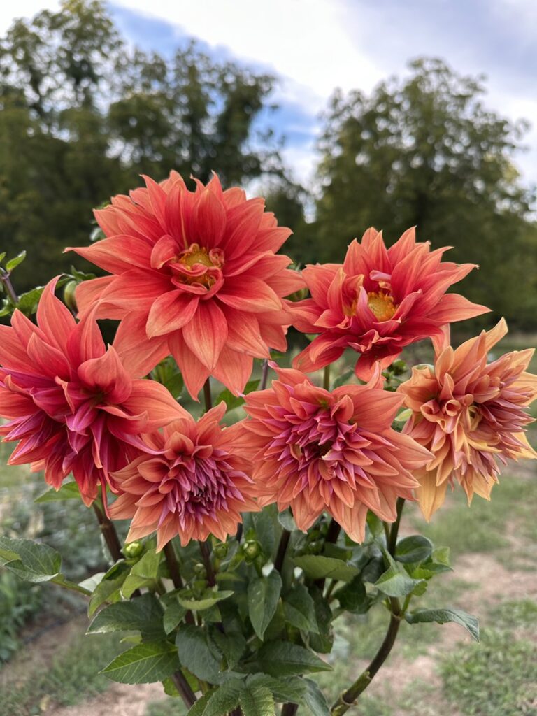 Growing dahlias - tips and tricks